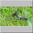 Orthetrum cancellatum - Grosser Blaupfeil 01.jpg